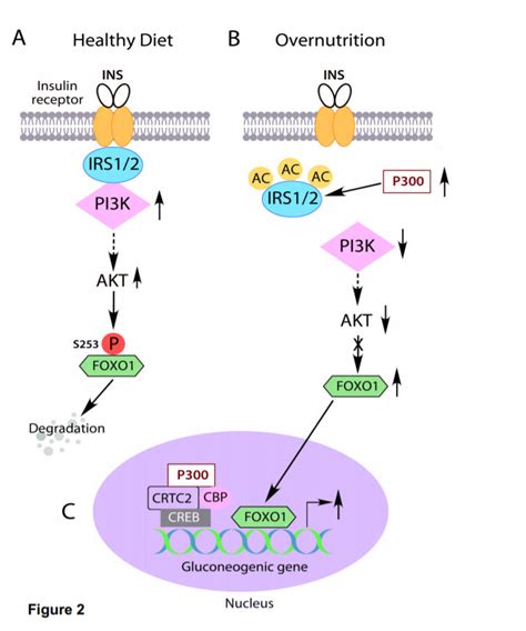 Irs Acetylation By Abnormal Cytoplasm Appearing P300 Causes Insulin