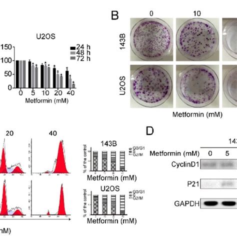 Metformin Inhibited The Growth Of OS Cells A For 24 H 72h Both 143B