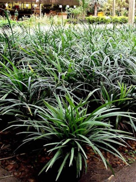 BARBA DE SERPENTE VERDE Braga Plantas