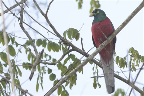 Trogons Holmen Birding Safaris