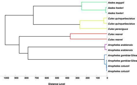 MSP Main Spectrum Profile Dendrograms Of MALDI TOF MS Spectra Of