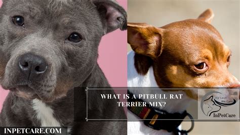 Pitbull Rat Terrier Mix A Complete Guide With Pictures