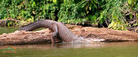 Manu National Park | Manu Jungle Park 5 Days | Jungle Tours