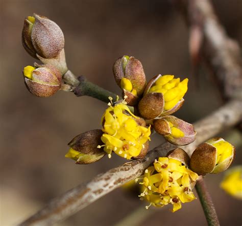 Cornus Mas Blooms Close Piedmont Gardener