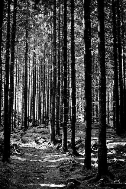 Free Photo Vertical Shot Of Pine Trees In The Forest