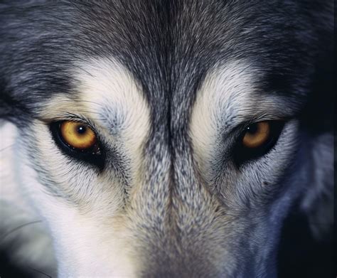 beautiful eyes of a wild wolf. Generative AI 29272369 Stock Photo at ...