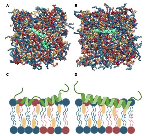 Figure 2 From The Effect Of Cholesterol On Membrane Bound Islet Amyloid Polypeptide Semantic