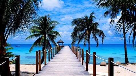 Pier Tropical Ocean Palm Tree Horizon Wallpaper Data-src - Summer Beach ...