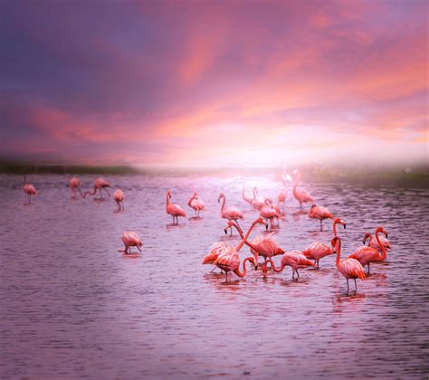 Sunset Flamingos Wallpapers Wallpaper Cave