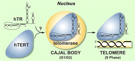 Telomerase Reverse Transcriptase