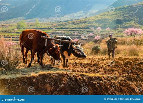 Cows Plowing A Field In Lesotho Editorial Stock Image Image Of