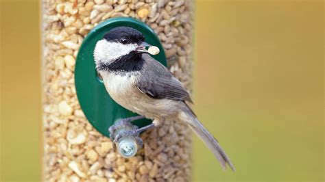 The right way to Clear Your Chook Feeder - animalonly.com