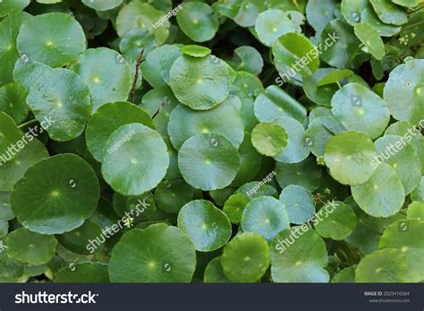 55 Hydrocotyle verticillata Images, Stock Photos & Vectors | Shutterstock