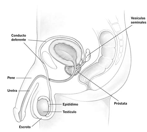 Aparato Reproductor Femenino Y Sus Partes Para Colorear