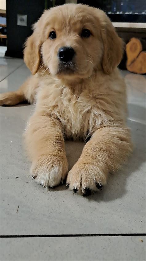 Golden Retriever Z Oty Szczeniak Jerka Olx Pl