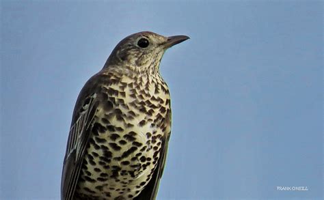 Mistle Thrush Zorzal Charlo Frank Oneill Flickr