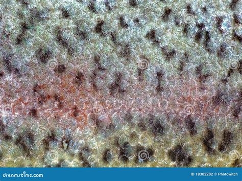 Fish Skin Texture Close Up. Royalty-Free Stock Image | CartoonDealer ...