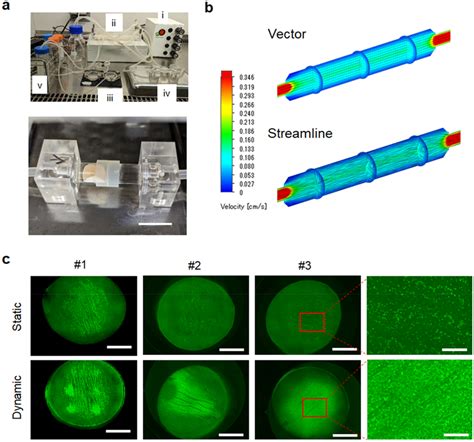 Recellularization Of Decellularized Tissues Using A Vessel Container