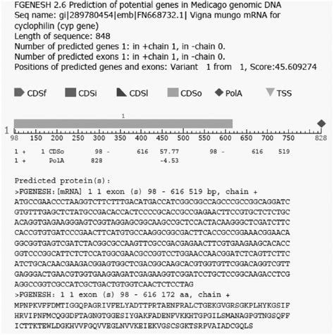 Nucleotide And Deduced Amino Acid Sequence Of A CDNA Encoding Vigna