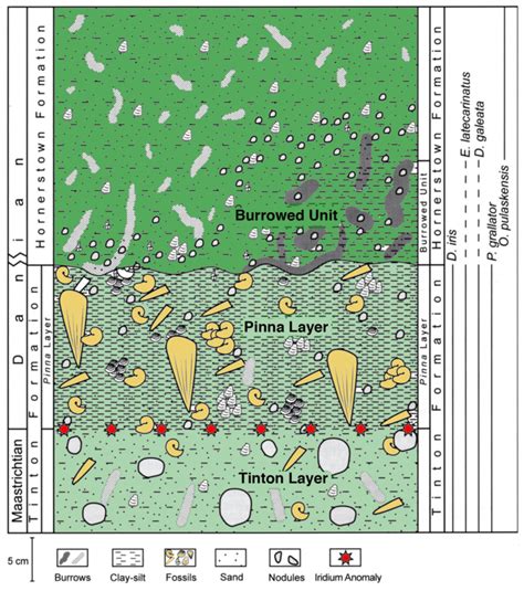 Stratigraphic Sequence Across The K T Boundary Exposed In The Manasquan