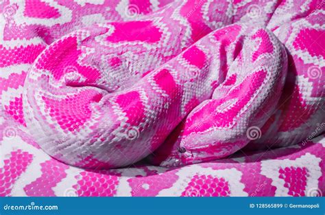 Abstract pink snake stock image. Image of pink, texture - 128565899