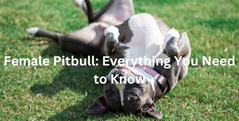 Female Pitbull: Everything You Need to Know About The Female Pitbull | The Pitbull Center