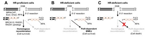 Model Of Polθ Dependency In Hr Deficient Cells A Dsbs Are