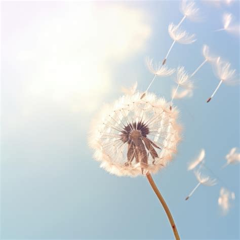 Semillas de diente de león volando en el viento sobre un fondo de cielo