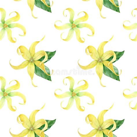 Colecci N Del Ylang Del Ylang De La Acuarela Stock De Ilustraci N