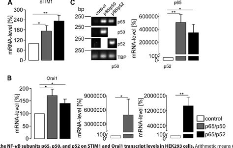 Figure 7 from Transcription Factor NF κB Regulates Expression of Pore