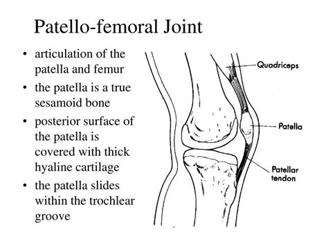 Ppt Knee Joint Powerpoint Presentation Free Download Id143519