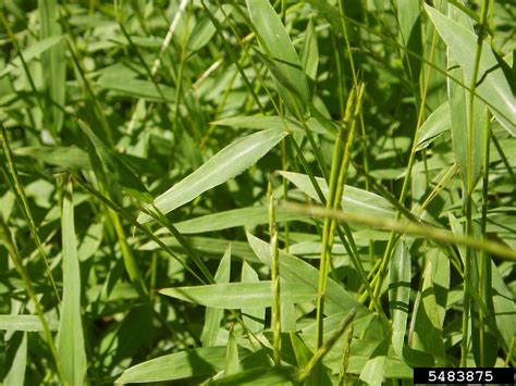 Japanese Stiltgrass Microstegium Vimineum