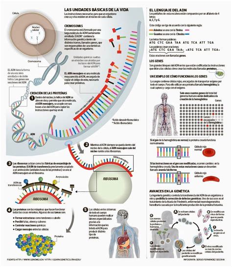 Adn Y Arn Infograf A