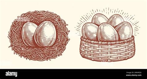 Eggs In Basket Nest Farm Organic Food Hand Drawn Sketch Vector