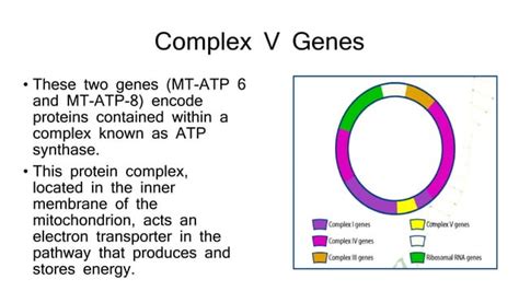 Mitochondrial Genome Ppt