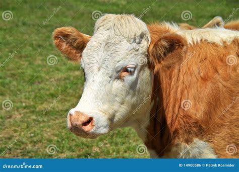 Irish Bull Stock Photo Image Of Country Meadow Countryside 14900586