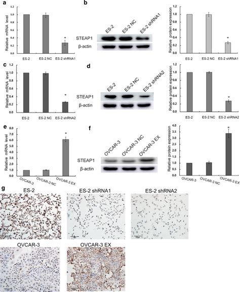 Verification Of Knockdown And Overexpression Of STEAP1 In Ovarian