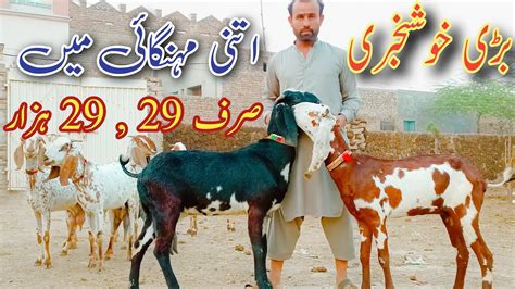 Goats Farming Farasat Bhai Ki Cheap Rate Main Bachon Wali Or Gabhan