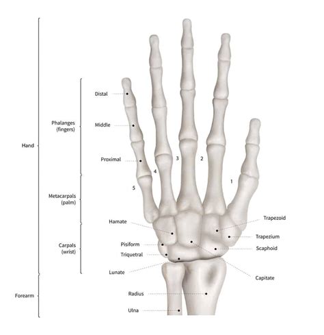 Scaphoid Tubercle