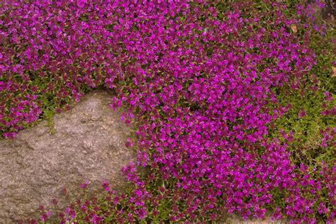 Thyme Creeping Red Thymus Praecox Coccineus Creeping Thyme