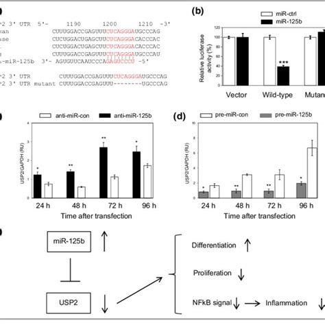 Usp2 Is The Direct Target Of Microrna Mir 125b A Targeting Mapping Download Scientific