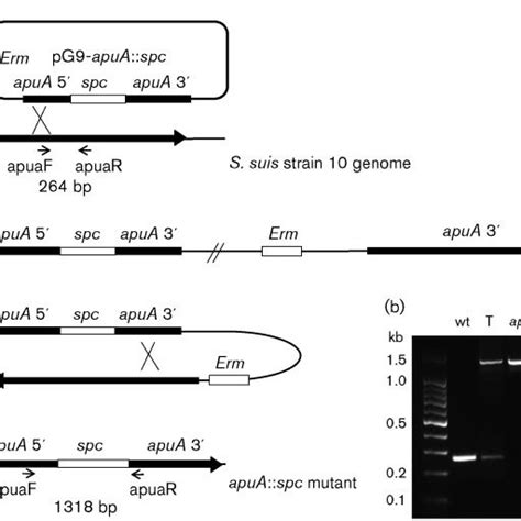 Strategy For Mutagenesis Of The ApuA Gene To Generate The Knockout