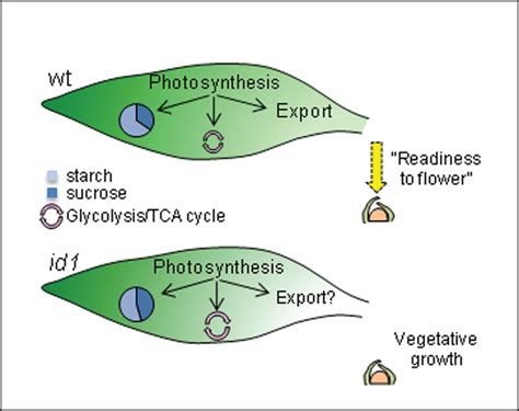 The Metabolic Signatures Of Source Leaves Associated With ‘readiness To