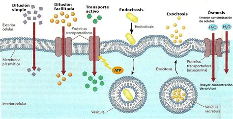 Biolog A C Transporte De Sustancias