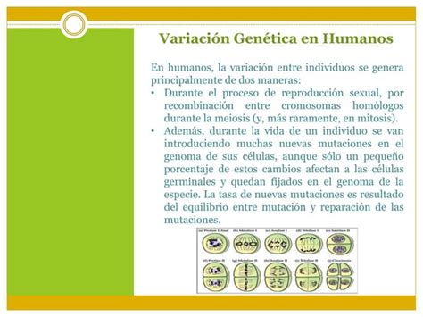 Variabilidad Genetica Fenotipo Genotipo Ppt