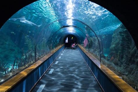 The Most Gorgeous Aquariums In California 2024 Updated