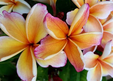 Plumeria 101 Grow Amazing Plumerias In So Cal Atkinson Plumeria