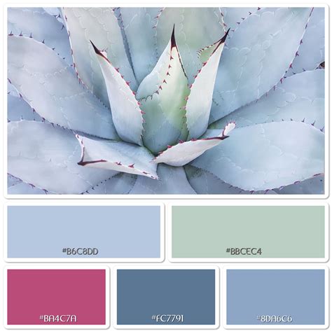 Calm Serenity Photo Colour Palette Colour Scheme Peace Succulent Plant