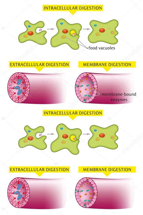 Ejemplos ilustrados de digestión extracelular intracelular y tipo de