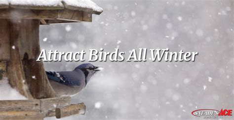 Help Birds Survive the Winter - Sneades Ace Home Centers